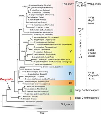 New Insights Into the Backbone Phylogeny and Character Evolution of Corydalis (Papaveraceae) Based on Plastome Data